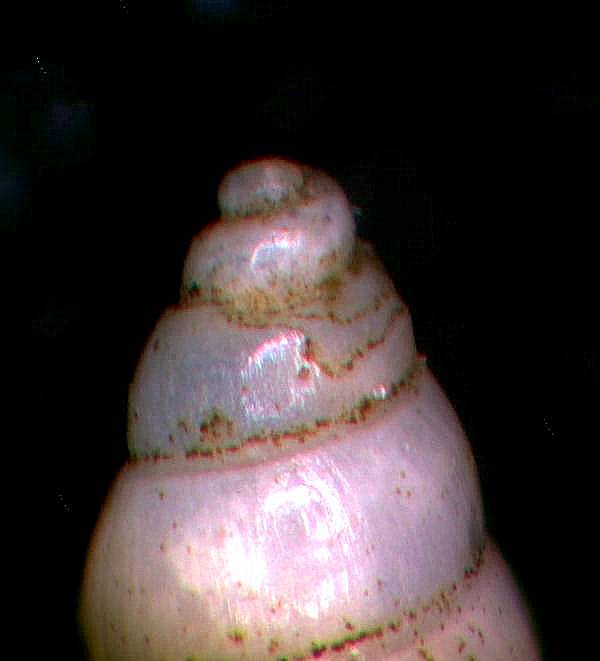 Aiuto per identificazione. Grazie